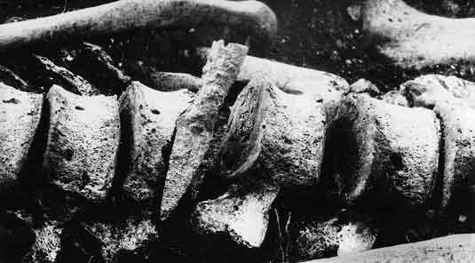 baliista-maiden-castle